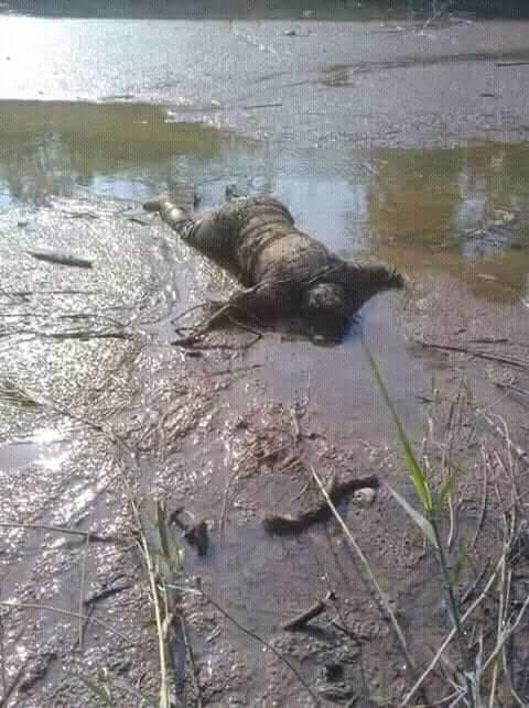 Mayat Anonim di Muara Pantai Tulung Beliung Kota Agung Adalah Pungut Susianti