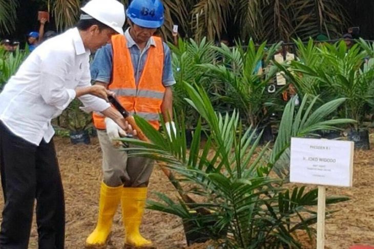 Petani Sawit Masih Menanti Janji Jokowi Menjelang Akhir Periode Pemerintahannya