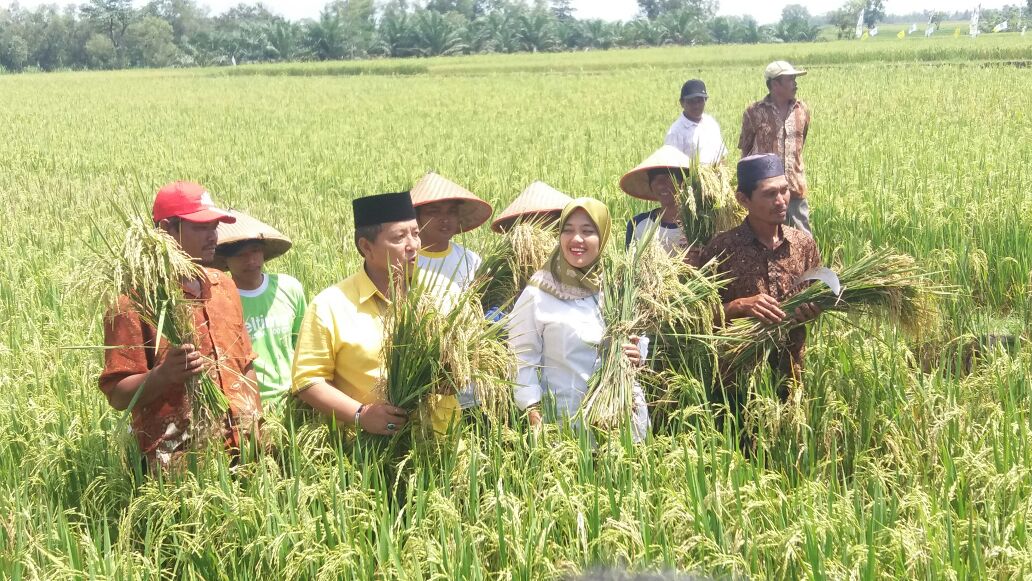 Arinal-Nunik Panen Bersama Petani Raman Utara