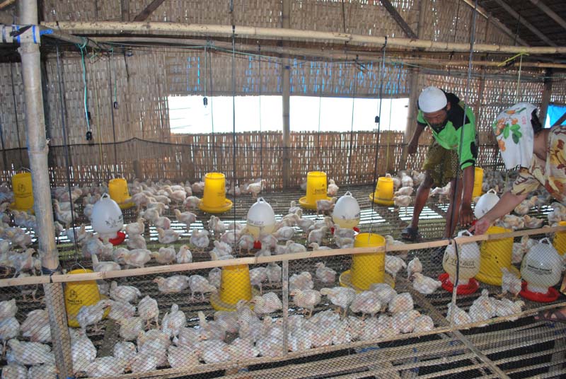 Warga Keluhkan Hama lalat Kandang Ayam Potong Tak Berijin