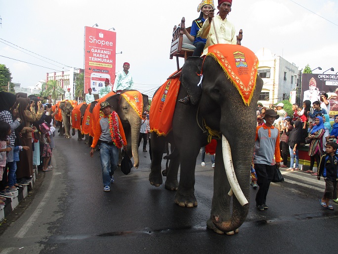 Sepuluh Gajah Way Kambas Akan Semarakkan Festival Krakatau 2018
