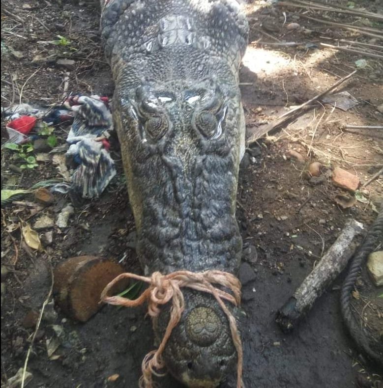 Warga Pantai Marina Digegerkan dengan Penemuan Buaya Muara Ukuran Besar