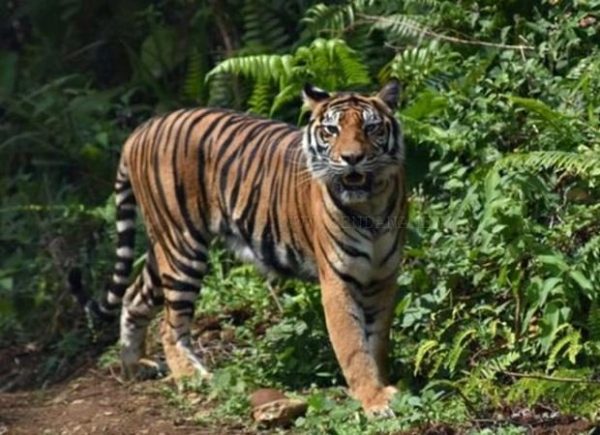 Ambil Hasil Panen Petani Kopi di Kawasan Gunung Dempo Dimangsa Harimau