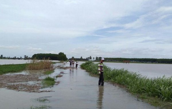Hujan Deras Rendam Ratusan Hektar Sawah Di Lamsel
