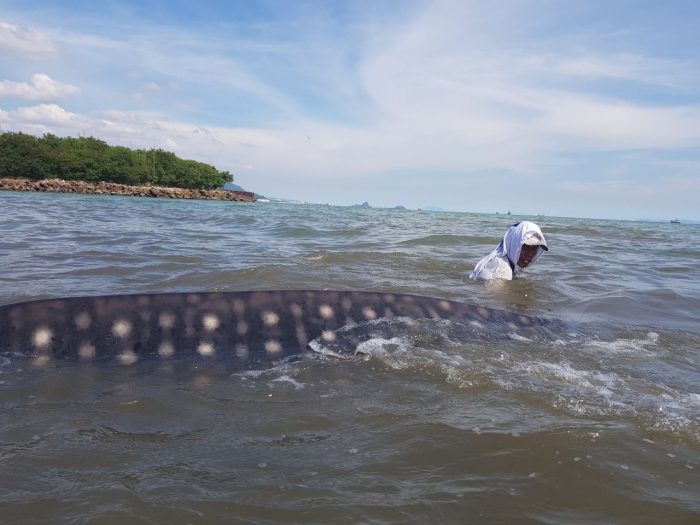 Hiu Tutul Terdampar di Teluk Sukaraja Hebohkan Warga