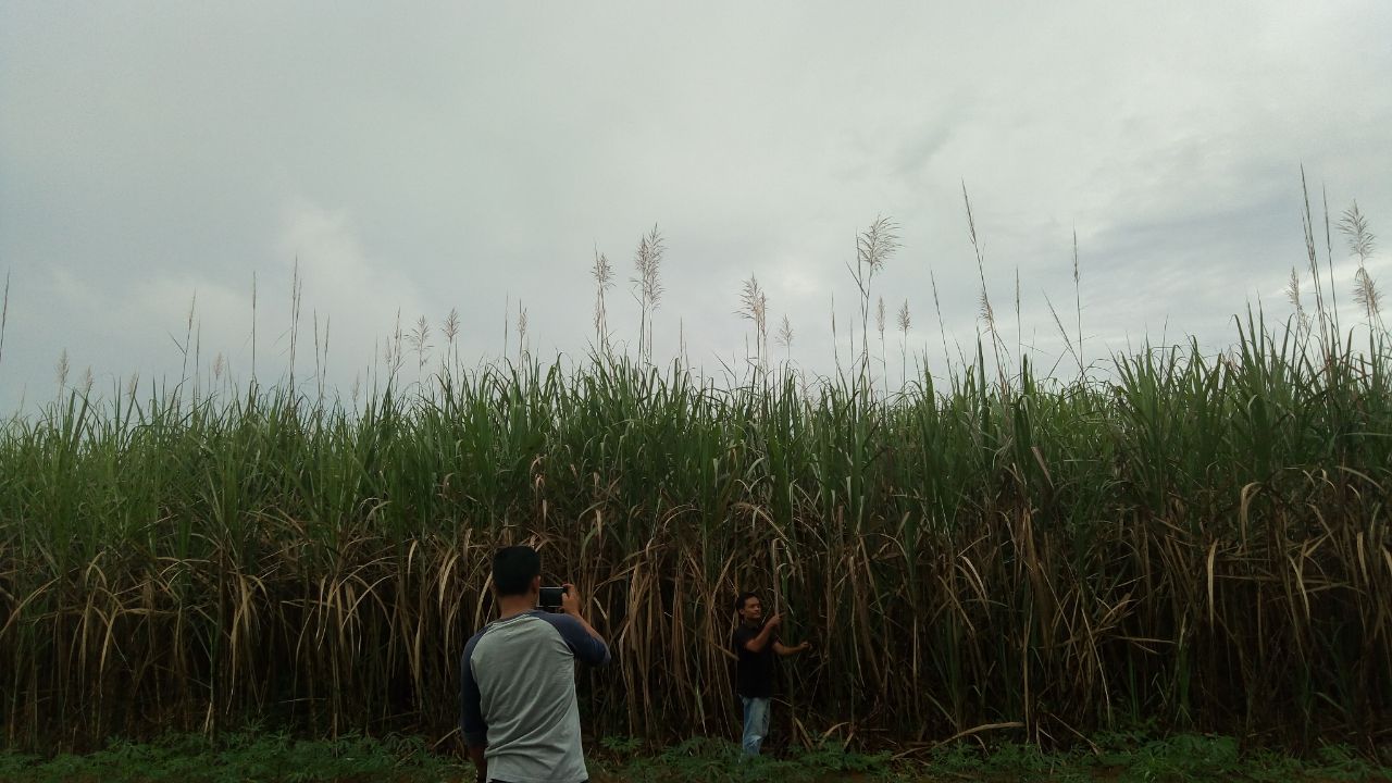 Sengketa Lahan PTP VII Bunga Mayang Dengan Masyarakat Meruncing