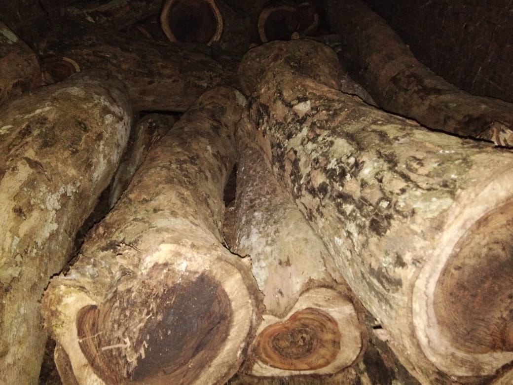 Polisi Tangkap Lima Pencuri Kayu Sonokeling Bendungan Way Rarem