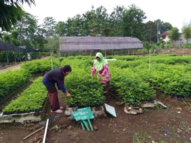 PPBP DAS HL WSS Lampung Akan Distribusikan Sejuta Bibit Pohon Gratis