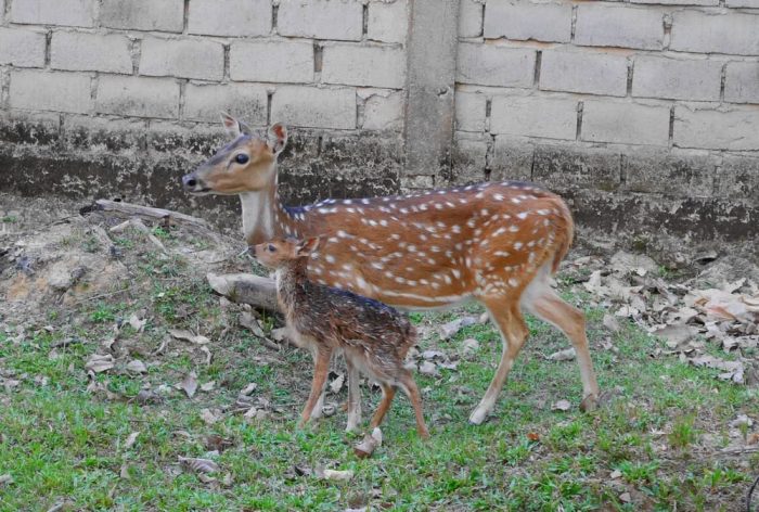 Anak Rusa Sambar dan Rusa Tutul Lahir Bersamaan di Taman Kehati Mesuji