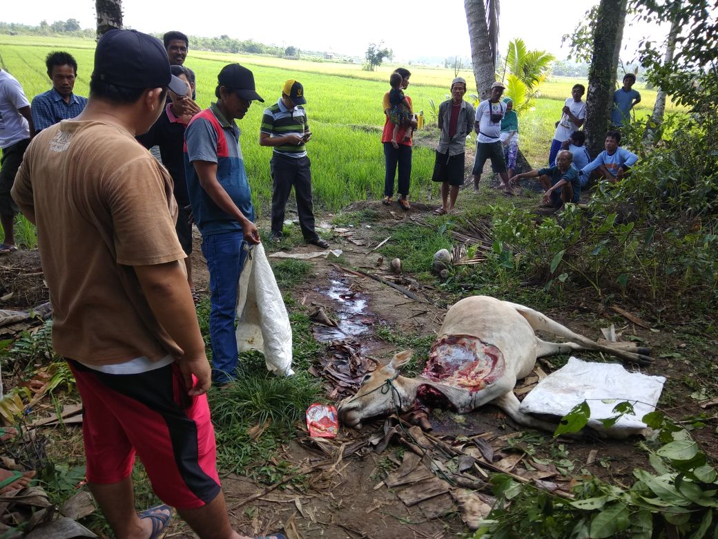 Warga Metro Terlibat Pencurian Sapi Siang Bolong di Pesisir Barat