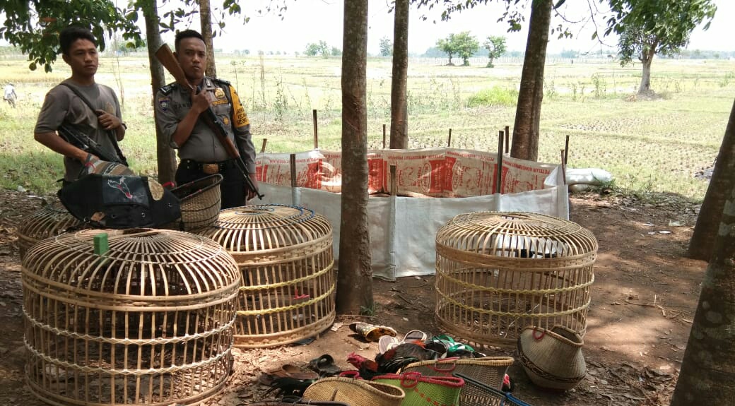Polres Pesawaran “Grebek” Lokasi Sabung Ayam, Pelaku Kocar-kacir