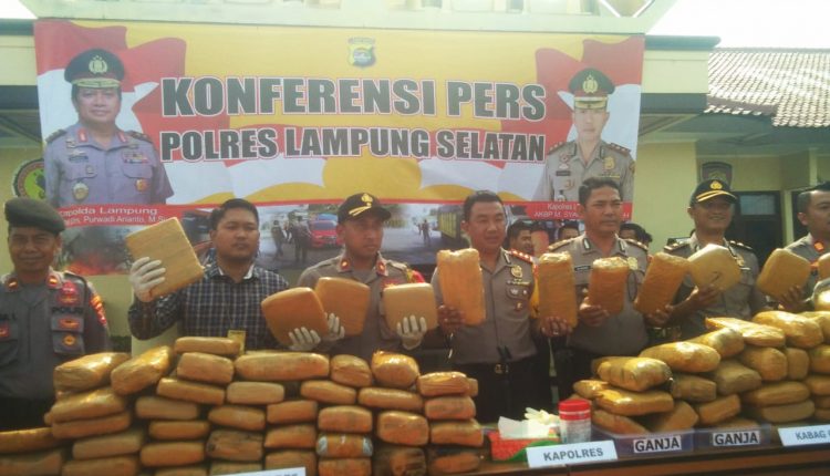 Tiga Pekan Polres Lampung Selatan Amankan 187 Kg Ganja dan 5 Tersangka