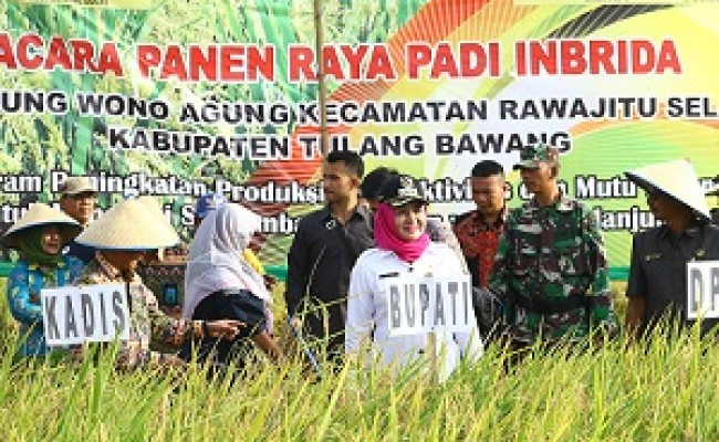 Winarti Panen Raya Ibrida dan Bagikan Alsintan di Rawa Jitu