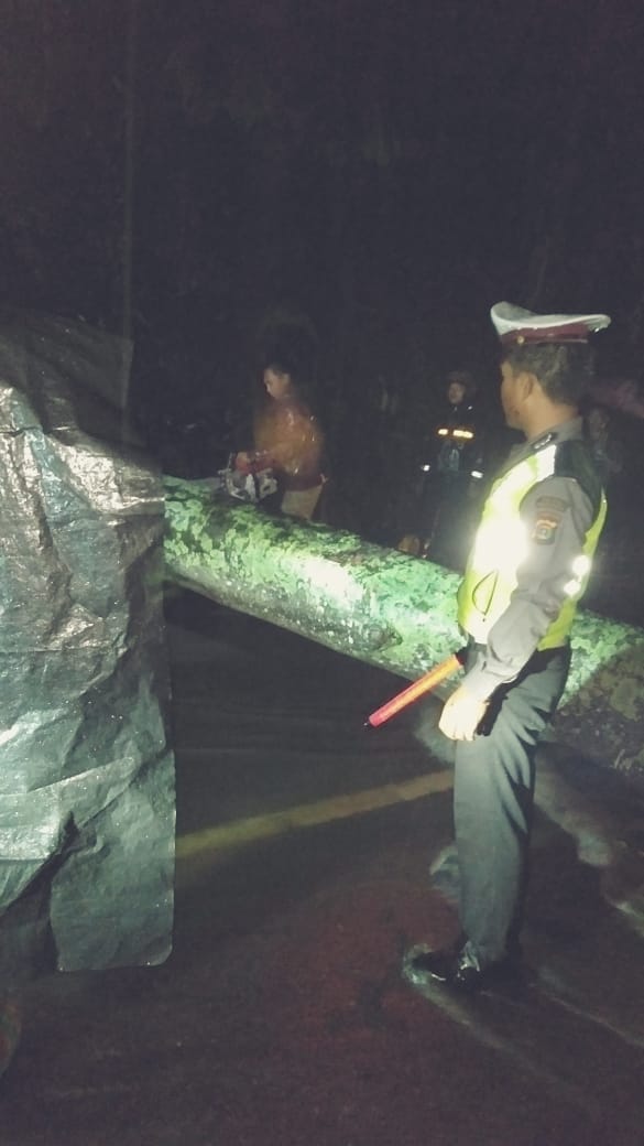 Pohon Tumbang di Jalinbar Simpang Kramat Tanggamus