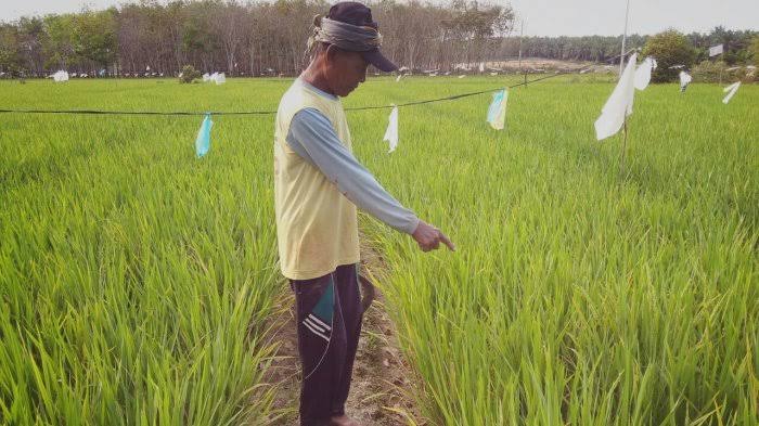 Hujan Jadi Berkah Petani Rawa Pitu Tulang Bawang
