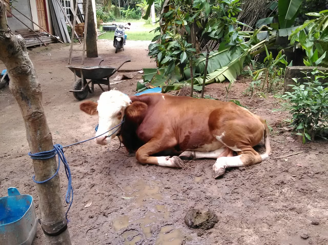 Belum Sempat Terjual, Sapi yang Hilang Ditemukan di Rumah Pencuri