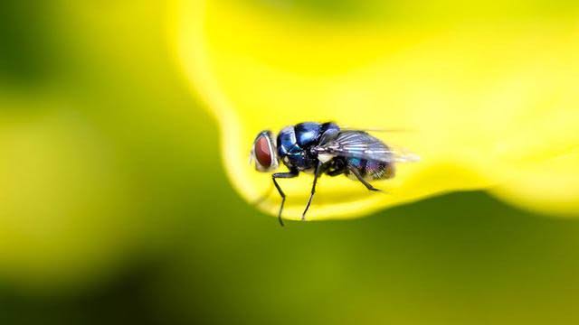 Enam Cara Ampuh Usir Lalat