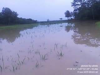 Petani Waway Karya Terancam Gagal Panen, Puluhan Hektar Sawah Terendam Banjir