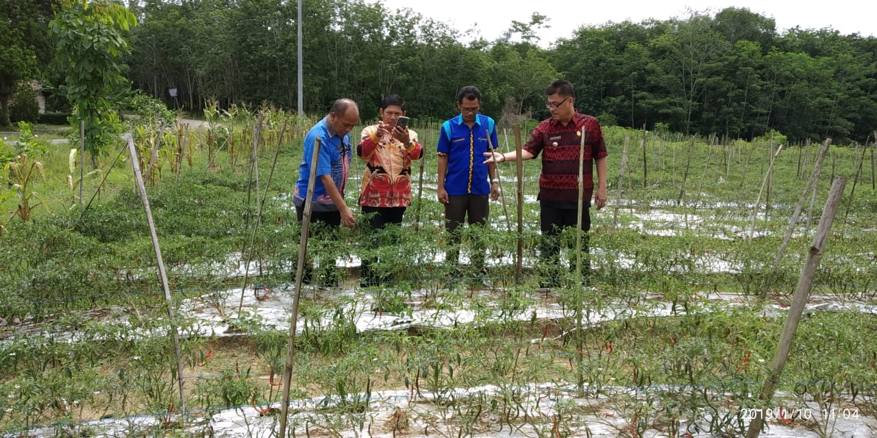 Camat TBT Panen Raya Cabai di Tiyuh Candra Jaya