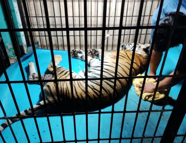 Harimau Sumatera di Taman Rimba Jambi Mati Akibat Pneumonia