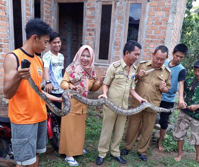 Ular Phyton Sepanjang Lima Meter Kejutkan Warga Tanjung Harapan