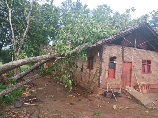 Rumah Warga Gading Rejo Tertimpa Pohon Bhabinkamtibmas Bersama Warga Gotong Royong