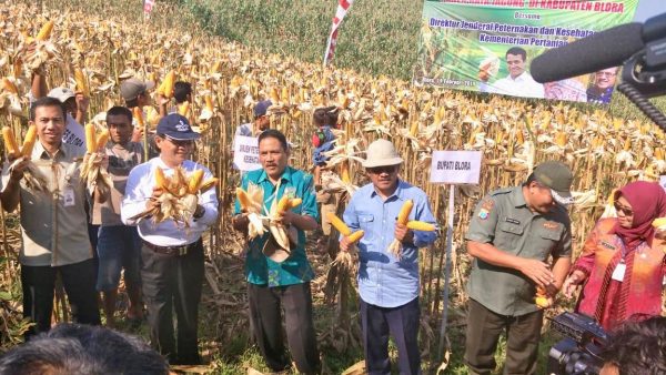 Petani Jagung Lampung Tengah Keluhkan Harga Anjlog