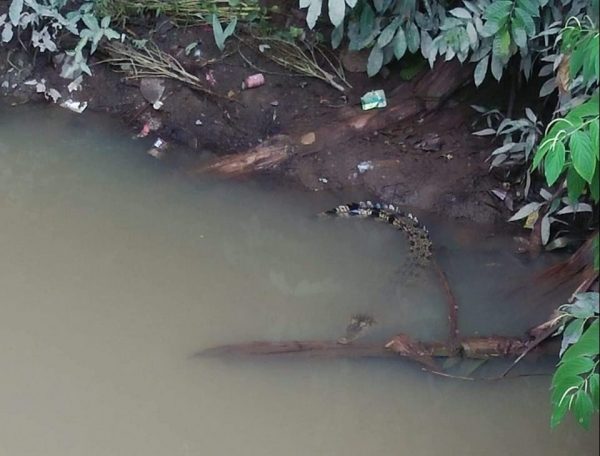 Anak Buaya Mulai Serang Warga Yang Kesungai di Pekon Banjar Sari Wonosobo