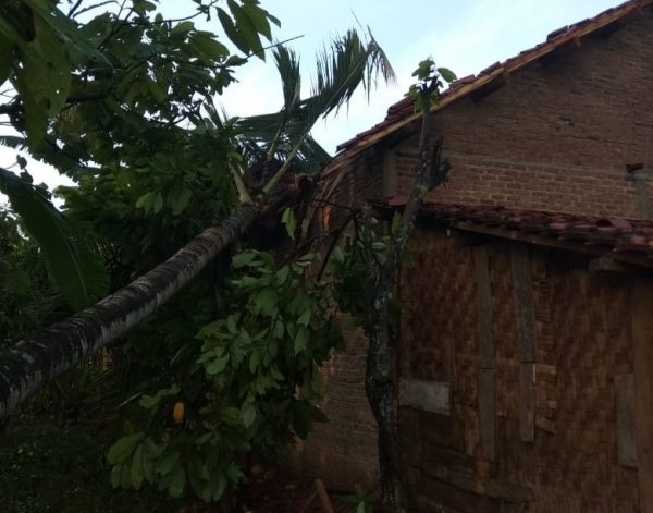 Hujan Deras Dan Angin Kencang, Pohon Tumbang Timpa Masjid dan Rumah Warga Babakan