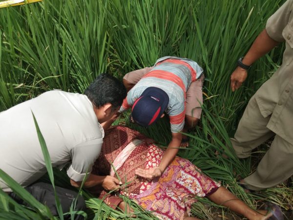 Mak Klended Ditemukan Tewas di Galengan Sawah