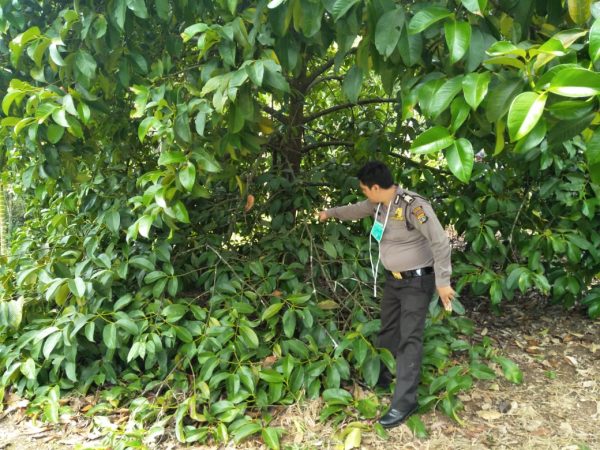 Mayat Membusuk Ditemukan Setengah Tergantung di Pohon Manggis Kebun Warga