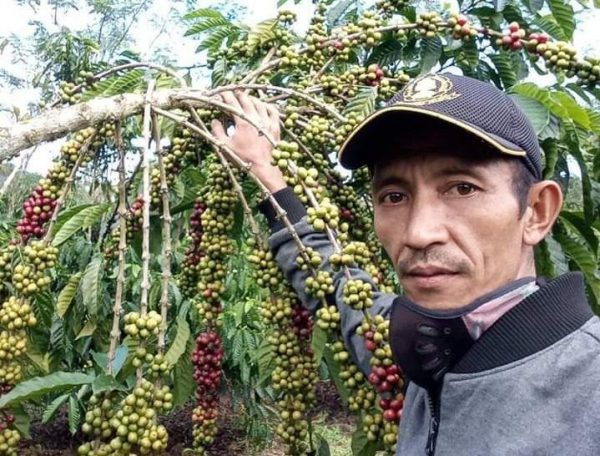  Jelang Panen Harga Anjlok, Petani Kopi Tanggamus Menjerit