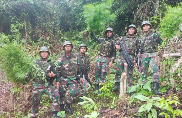 Satgas Pamtas Yonif 126/KC Temukan Ladang Ganja di Perbatasan RI-PNG