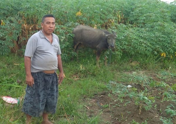 Lampung Tengah Marak Pencurian Ternak, Sejak Februari 2019 Sembilan Kerbau Hilang di Bumi Nabung Ilir