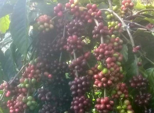 Lapor Pak Gubernur, Harga Kopi Jelang Panen di Lampung Barat dan Tanggamus Cuma Rp17-Rp18 Ribu Perkilo
