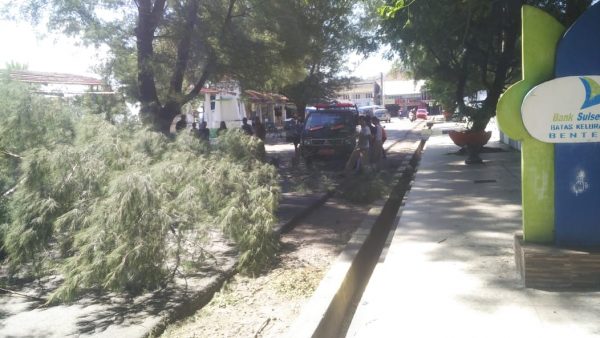 Tanggap Darurat, Personil BPBD Eksekusi Patahan Pohon Cemara Laut Yang Menimpa 2 Sepeda Motor