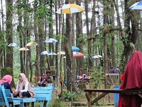 Lampung Barat Punya Pesona Destinasi Wisata Alam Desa Sukapura Hutan Pinusan Ekopark