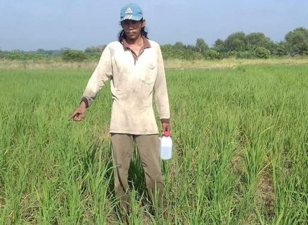 Petani Sawah Kota Dewa Way Kanan Terancam Gagal Panen, Ngadu Ke Pemerintah Tak Digubris?