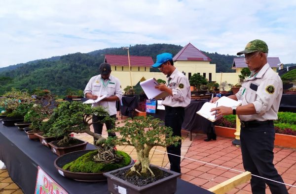 Kontes Bonsai Kebun Raya Liwa Ramaikan Festival Skala Bekhak