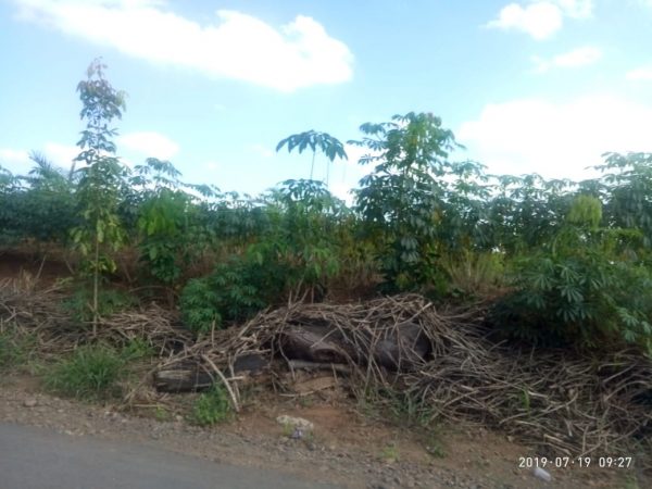 Petani Singkong Keluhkan Harga Anjlog Rp1200/kg Tak Seimbang Dengan Kebutuhan Rumah Tangga Meningkat