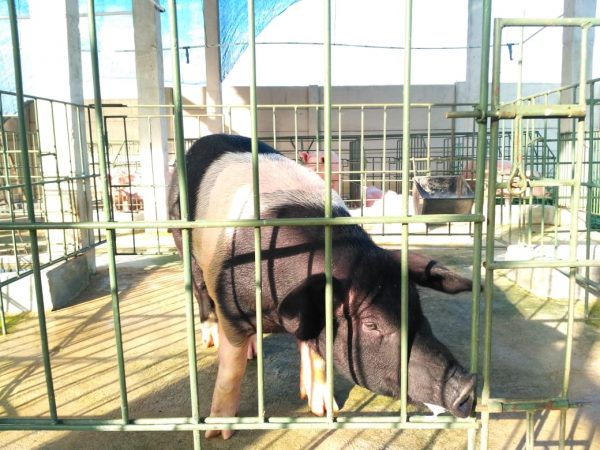 Warga Resah Aroma Tak Sedap Peternakan Babi di Pemukiman Desa Selorejo Batanghari