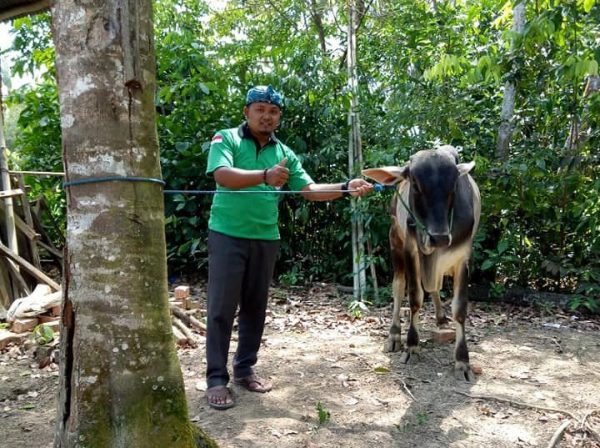 Besok, Pemkab Mesuji Qurban 40 Ekor Sapi