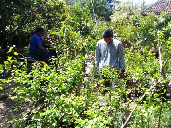 Memelihara Bonsai Sama Halnya Menghayati Hidup sebagai Satu Anugerah