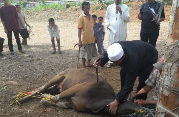 Hari Raya Idul Adha, Polres Lampung Utara Potong 5 Sapi dan 6 Kambing Qurban