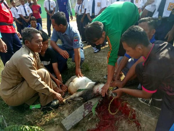 SMP Negeri 1 Mesuji Potong Dua Kambing Kurban Untuk Siswa Tak Mampu