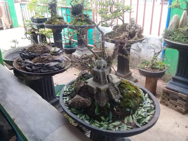 Akhir September 2019, KPPBC Pamer Bonsai dan Bazar Bertema Berantas Narkoba dengan Bonsai