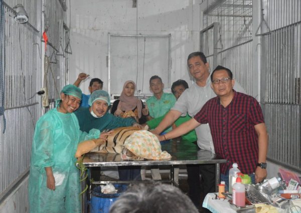 Kyai Batua Membaik, Lembah Hijau Siap Breeding Harimau Sumatera