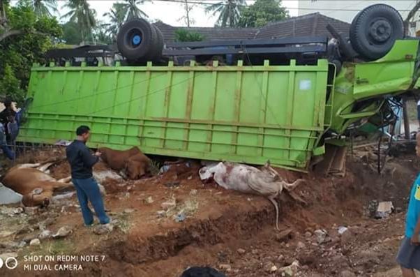 Truck Fuso Muat Sapi Terguling 22 “Penumpang” Tewas
