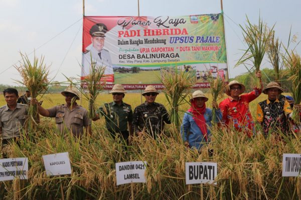 Panen Raya Padi Di Musim Kemarau, Nanang Ermanto Apresiasi Gapoktan Tani Makmur Way Panji