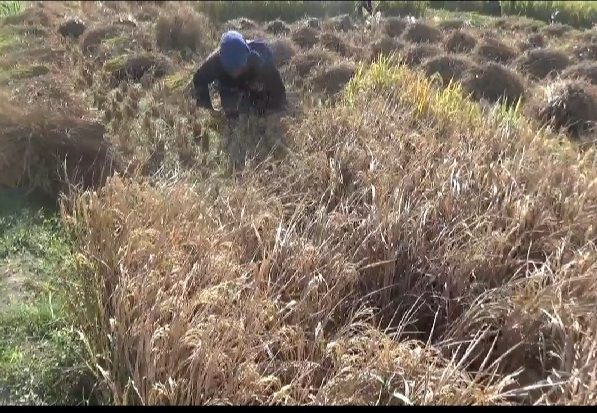 Hama Wereng Serang Sawah di Kecamatan Wonosobo, Sebagian Petani Memanen Paksa